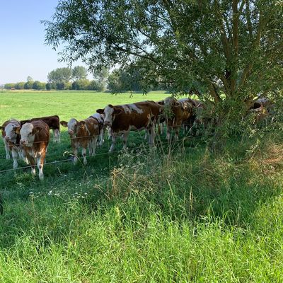 Kühe auf einer Wiese bei Wulferstedt im Großen Bruch - Landwirtschaft, Tourismus und Naturschutz