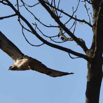 Im Großen Bruch haben zahlreiche Greifvögel ihr Zuhause.