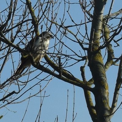 Vor allem sind es Mäuse, auf die Greifvögel im Großen Bruch Ausschau halten.