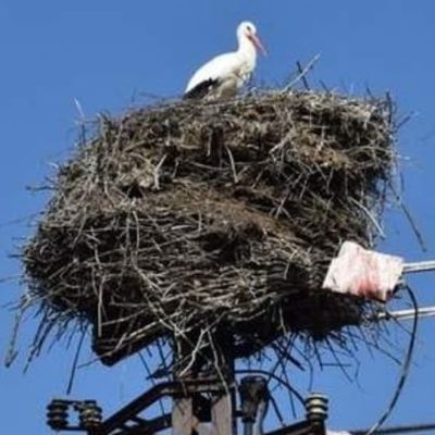 Eine von zwei Wulferstedter Storchbehausungen, die so gut wie jedes Jahr bezogen werden, befindet sich in der Thomas Müntzer-Straße.