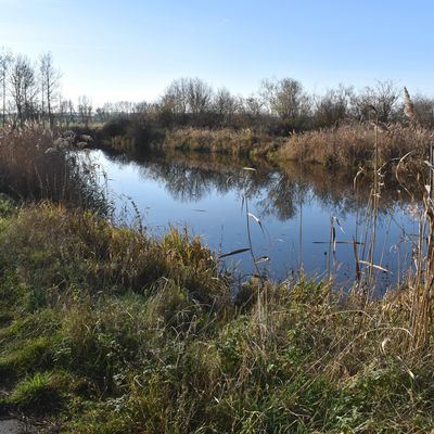 Ein Schöpfteich im Großen Bruch zwischen Wulferstedt und Hornhausen, der vom Oschersleber Anglerverein gepachtet ist.