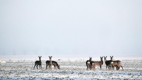 Winter Wild