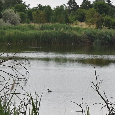 Wer genau hinschaut, entdeckt auch den einen oder anderen Seebewohner. Wie hier eine Ente, die eine abendliche Runde dreht.
