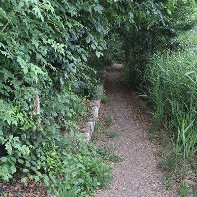 Streckenweise fhrt der Weg um den Kloster Grninger Lutterweg durch so etwas wie einen Baumtunnel.
