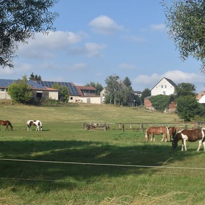 Etwa fünf Hektar groß ist das Gelände des Reiterhofs Beitel im Ortsteil Ottleben der Großgemeinde Ausleben. In der Pferdepension werden gut 30 Pferde betreut.