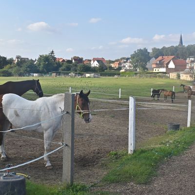 Sie warten gemeinsam auf ihre Besitzer, um mit ihnen einen Ausritt rund um Ausleben zu unternehmen oder zu trainieren.