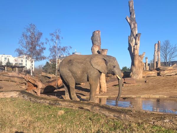Elefant im Africambo im Zoo Magdeburg