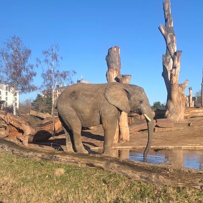 Elefant im Africambo im Zoo Magdeburg