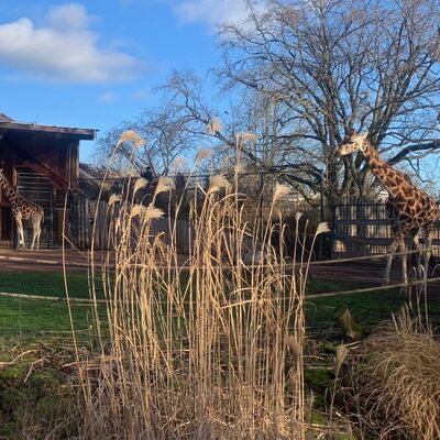 Giraffen im Zoo Magdeburg
