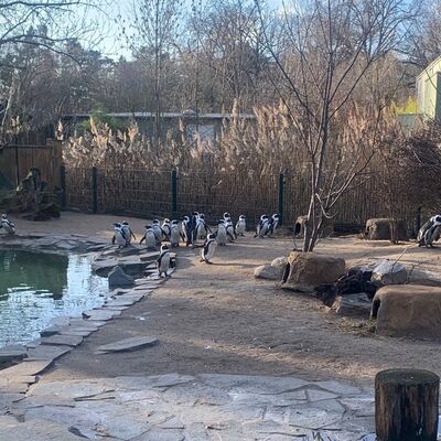 Pinguine im Zoo Magdeburg