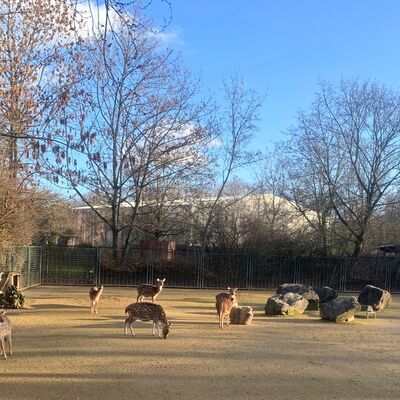 Wildgehege im Zoo Magdeburg