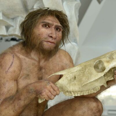 Die lebensecht wirkende Rekonstruktion des Homo heidelbergensis von Schningen namens "Hamlet" schafft fr die Besucherinnen und Besucher eine besondere Nhe zu den lange ausgestorbenen und dennoch gar nicht so anderen Vorfahren. (J. Liptak).