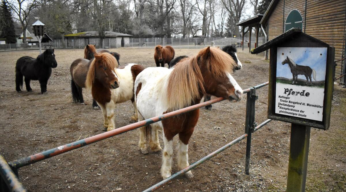 Zu den Bewohnern des Oschersleber Tiergeheges gehören auch Pferde und Ponys.