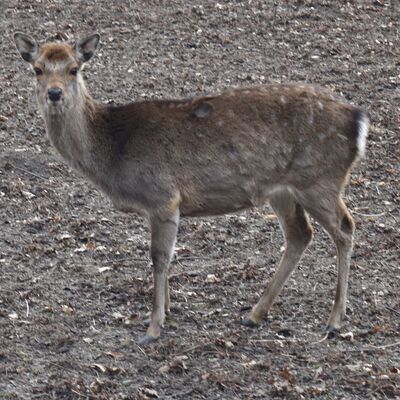 Wiesenpark Oschersleben (6)