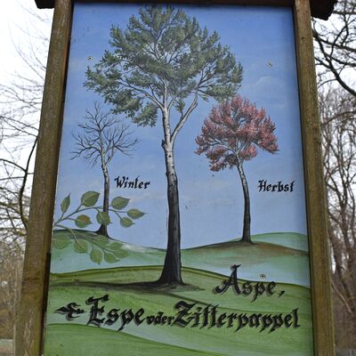 Diese Tafel informiert auf dem Weg durch den Oschersleber Wiesenpark, wie eine Zitterpappel im Herbst und wie im Winter aussieht.