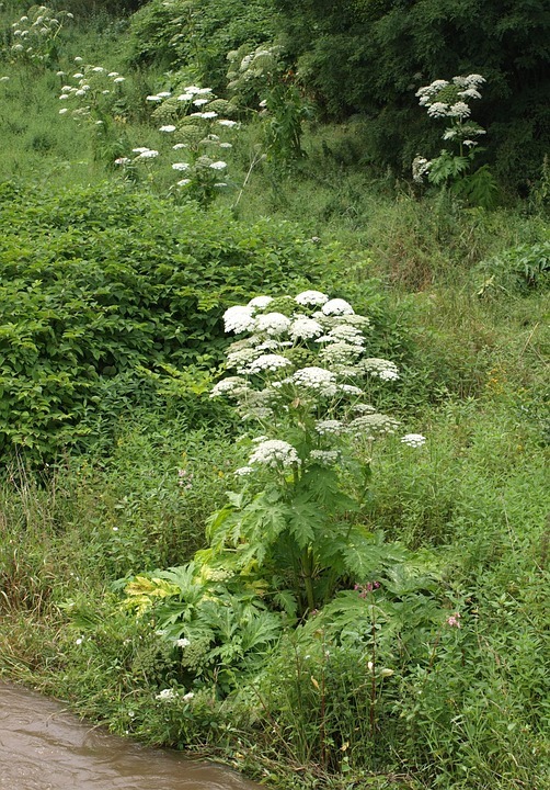 Riesenbärenklau