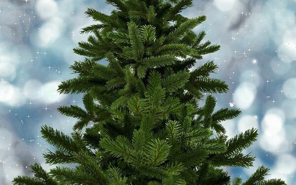 Weihnachtsbaum gesucht! - Ein Aufruf an alle Gartenfreunde in der Verbandsgemeinde Westliche Börde