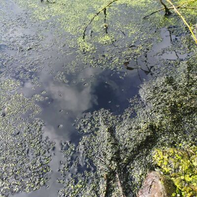 Öl im Luttersee