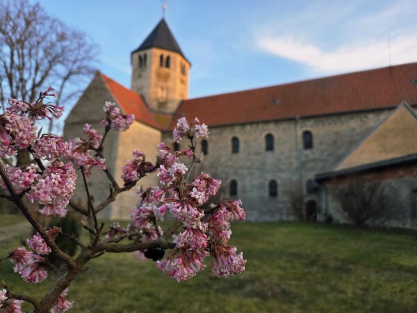 Klosterkirche St. Vitus im Sonnenschein und bl&uuml;hendem Busch