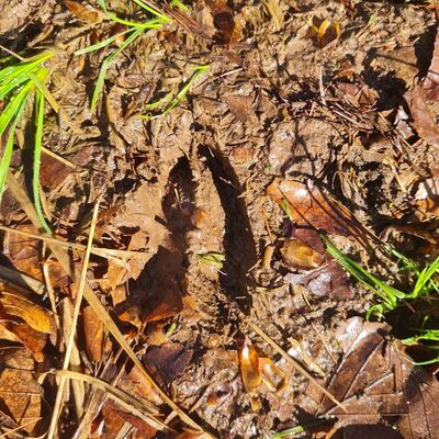 Beim waldp&auml;dagogischen Ausflug ins Hohe Holz entdeckten die Kinder Tierspuren im Waldboden und lernten die heimische Tierwelt spielerisch kennen.