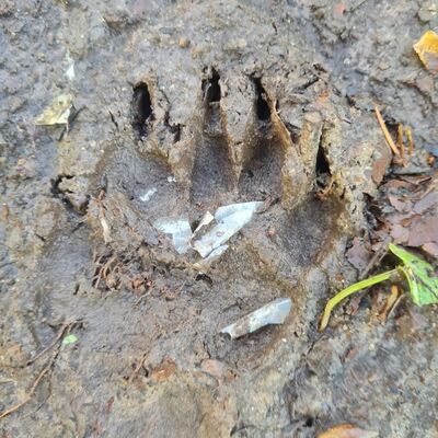 Das Suchen und Erkennen von Tierspuren geh&ouml;rte zu den besonderen H&ouml;hepunkten der waldp&auml;dagogischen F&uuml;hrung im Hohen Holz.
