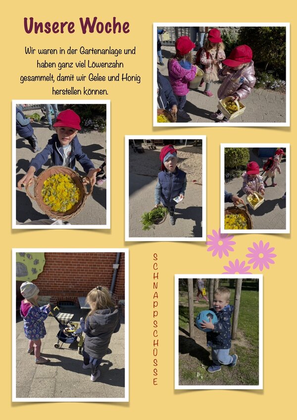 Kita Rasselbande Kroppenstedt sammelt L&ouml;wenzahn f&uuml;r Gelee und Honig