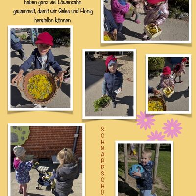 Kita Rasselbande Kroppenstedt sammelt L&ouml;wenzahn f&uuml;r Gelee und Honig