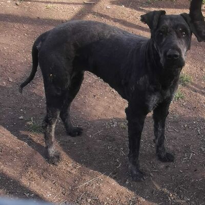 Fundhund am Gr&ouml;ninger Wehr - Hinweise erbeten