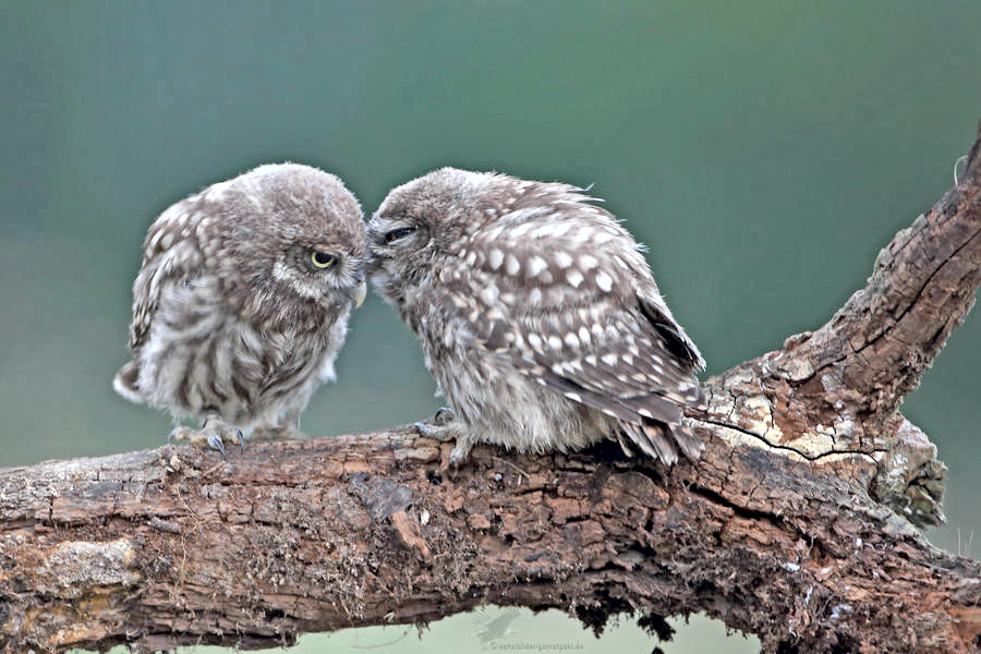 Vereinigung Umwelt- und Naturschutz Großes Bruch e.V. (Foto: Gernot Pohl)